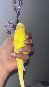 Lost Budgerigar