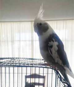 Lost Cockatiel