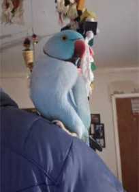 Lost Indian Ringneck Parakeet