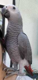 Lost African Grey