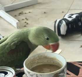 Lost Alexandrine