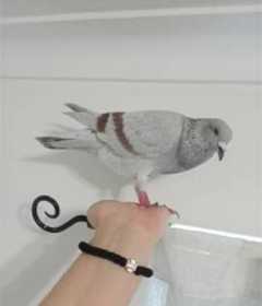 Lost Pigeon