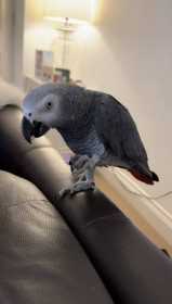 Lost African Grey