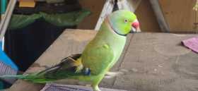 Lost Indian Ringneck Parakeet