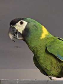 Lost Macaw