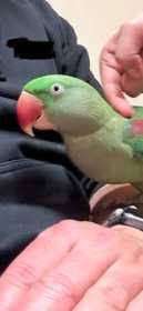 Lost Alexandrine