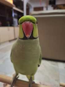 Lost Indian Ringneck Parakeet
