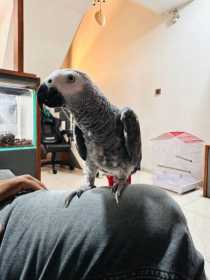 Lost African Grey