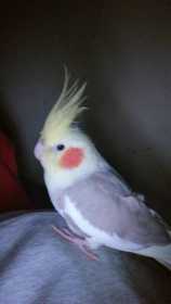 Lost Cockatiel