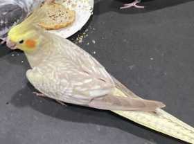 Lost Cockatiel