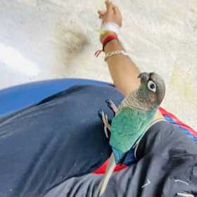 Lost Conure
