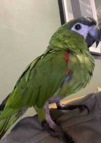 Lost Macaw