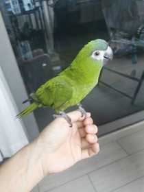 Lost Macaw