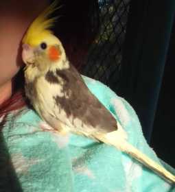 Lost Cockatiel
