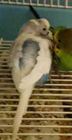 Lost Budgerigar