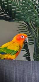 Lost Conure