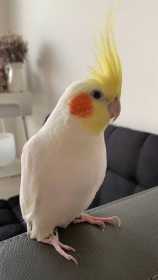 Lost Cockatiel