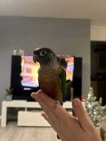 Lost Conure