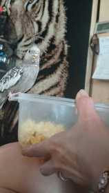 Lost Cockatiel