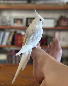 Lost Cockatiel
