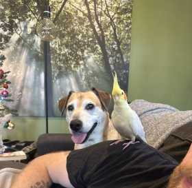 Lost Cockatiel