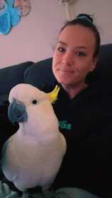 Lost Cockatoo