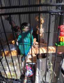 Lost Conure