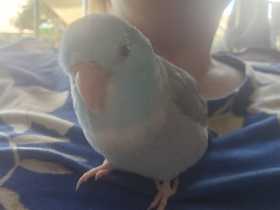 Lost Parrotlet