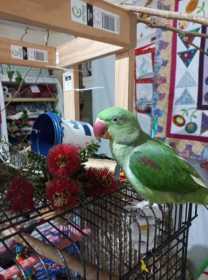 Lost Alexandrine
