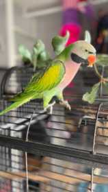 Lost Mustached / Moustached Parakeet