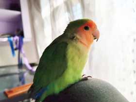 Lost Lovebird