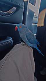 Lost Indian Ringneck Parakeet