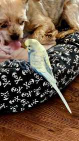Lost Parakeet