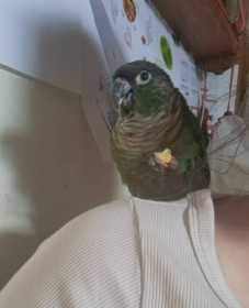 Lost Conure
