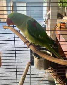 Lost Alexandrine