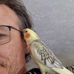 Lost Cockatiel
