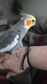 Lost Cockatiel