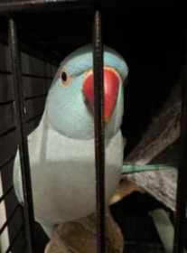 Lost Indian Ringneck Parakeet