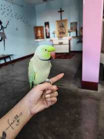 Lost Indian Ringneck Parakeet