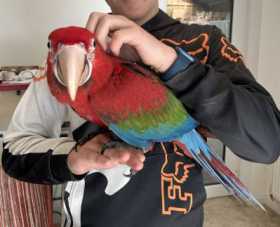 Lost Macaw