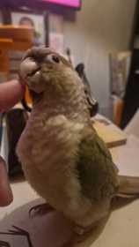 Lost Conure