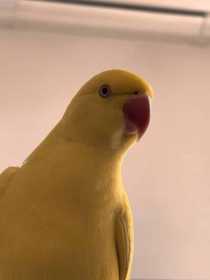 Lost Indian Ringneck Parakeet