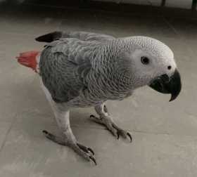 Lost African Grey