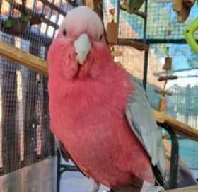 Lost Galah Cockatoo