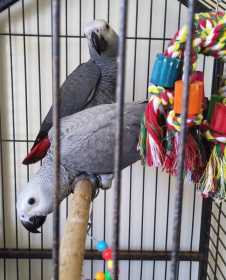 Lost African Grey