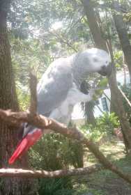 Lost African Grey