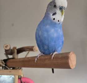 Lost Budgerigar