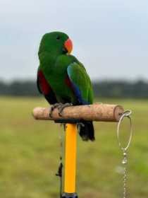 Lost Eclectus