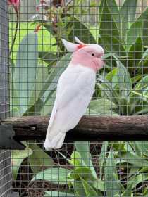 Lost Major Mitchell Cockatoo