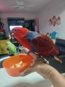 Lost Eclectus